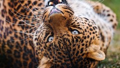Animals Leopards