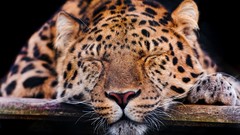 Animals Leopards