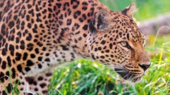 Animals Leopards
