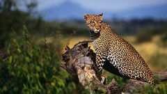Animals Leopards