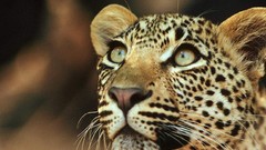 Animals Leopards
