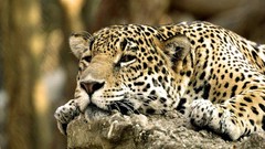 Animals Leopards