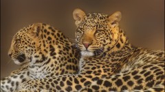 Animals Leopards