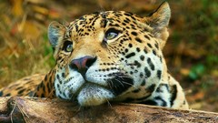 Animals Leopards