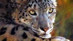 Animals Leopards