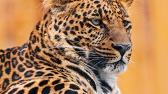 Animals Leopards