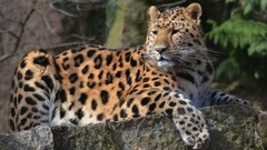 Animals Leopards