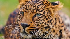 Animals Leopards