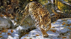 Animals Leopards
