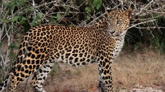 Animals Leopards