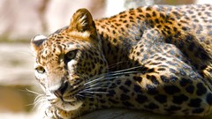 Animals Leopards