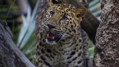 Animals Leopards