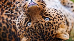 Animals Leopards