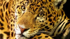 Animals Leopards
