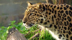 Animals Leopards