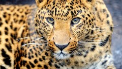 Animals Leopards