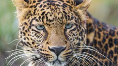 Animals Leopards