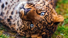 Animals Leopards