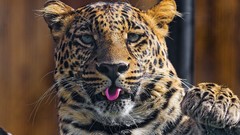 Animals Leopards
