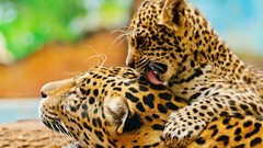 Animals Leopards