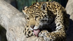 Animals Leopards