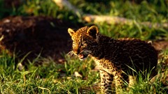 Animals Leopards