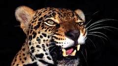 Animals Leopards