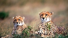 Animals Leopards