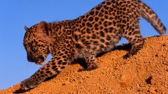Animals Leopards