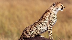Animals Leopards