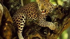 Animals Leopards