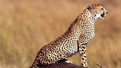 Animals Leopards