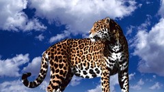 Animals Leopards
