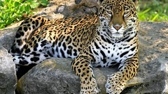 Animals Leopards