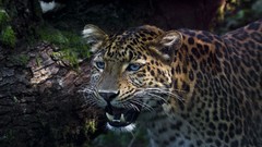 Animals Leopards