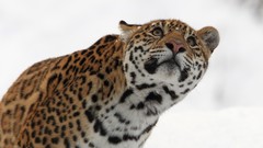 Animals Leopards