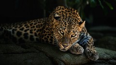 Animals Leopards