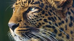 Animals Leopards