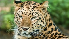 Animals Leopards