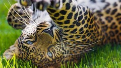 Animals Leopards