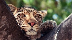 Animals Leopards