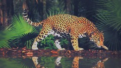 Animals Leopards