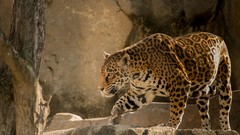 Animals Leopards