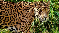 Animals Leopards