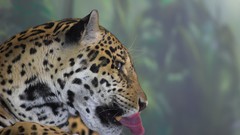 Animals Leopards