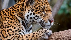 Animals Leopards