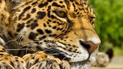 Animals Leopards