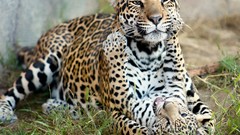 Animals Leopards