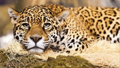 Animals Leopards
