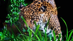 Animals Leopards